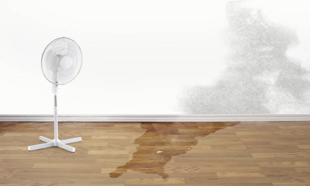 Best Basement water damage restoration  in Fussels Corner, FL